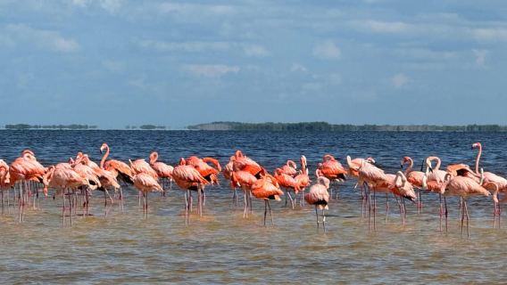 Flamingo tour Rio Lagartos, Yucatan 2 hours