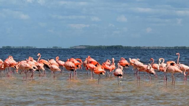 Flamingo tour Rio Lagartos, Yucatan 2 hours