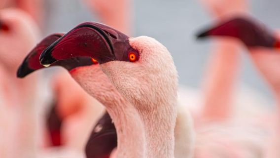 Walvis Bay: Observación de aves en Pelican Point y excursión a los lobos marinos del Cabo