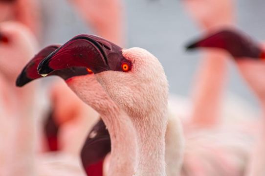 Walvis Bay: Vogelbeobachtungstour am Pelican Point und Kap-Pelzrobben-Tour