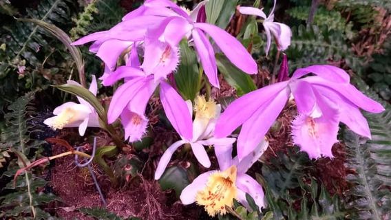 Tallinn Fernsehturm und Botanischer Garten (Tour mit Führer)