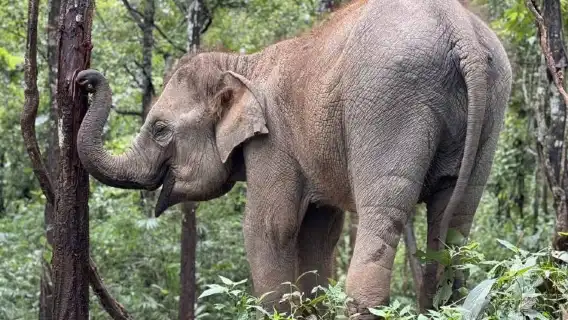 清邁克倫大象寧靜之旅 – 與大象同行及竹筏漂流日遊