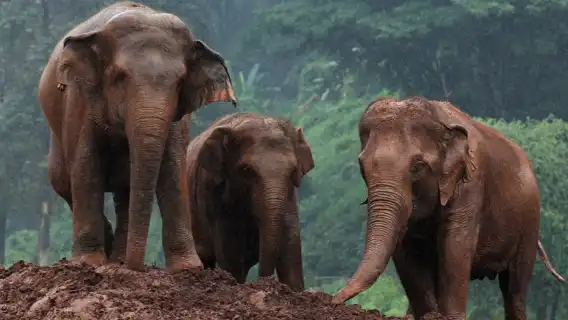 大象自然保護公園半日晨間參觀行程
