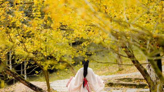 【季節限定】韶關帽子峰銀杏樹+丹霞山包車一日遊·自選路線純玩