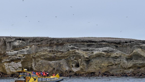 Tur setengah hari ke Pulau Punta Arenas Magdalena, Chili