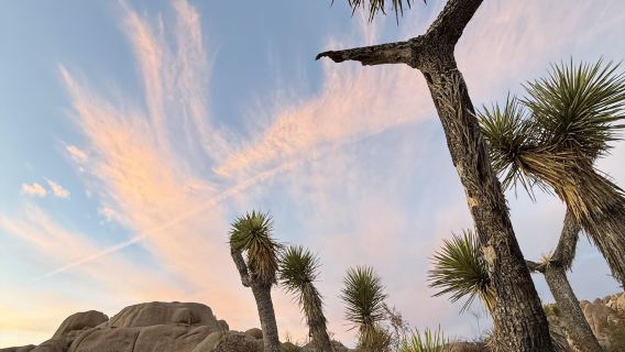 美國洛杉磯約書亞樹公園+長灘一日遊（10H包車）