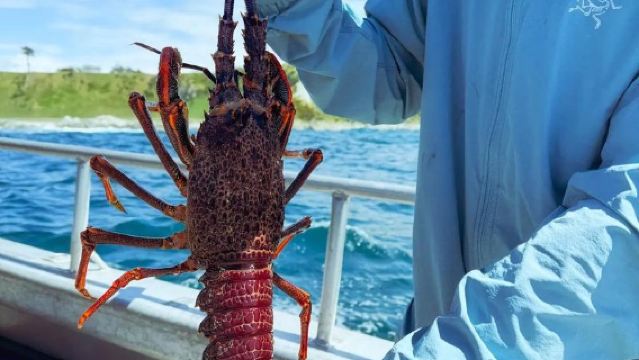 Christchurch pergi-balik: Menonton ikan paus di Kaikoura + laluan semenanjung + menonton singa laut/anjing laut [lawatan sehari sewaan peribadi]