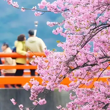 Cherry Blossom Special] 1-Day Tour to Jogasaki Coast + Sakura-no