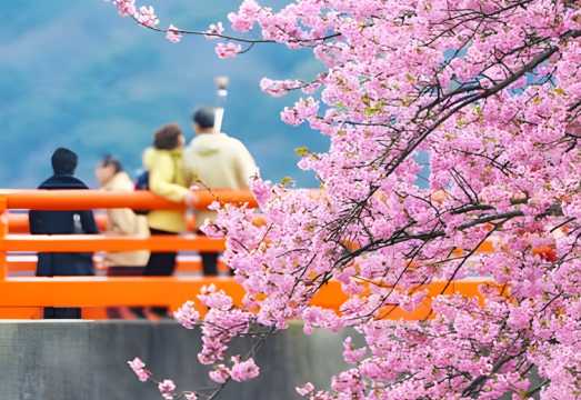 Cherry Blossom Special] 1-Day Tour to Jogasaki Coast + Sakura-no