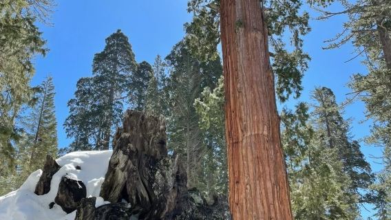 San Francisco - Yosemite National Park + Kings Canyon - Private Charter - Top Pick