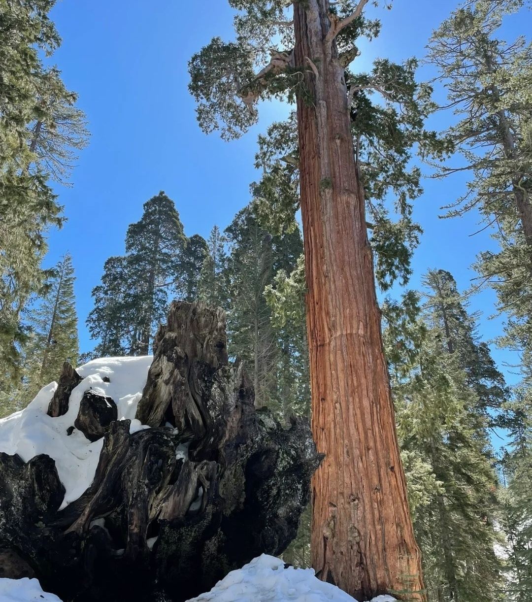 San Francisco - Yosemite National Park + Kings Canyon - Private Charter - Top Pick