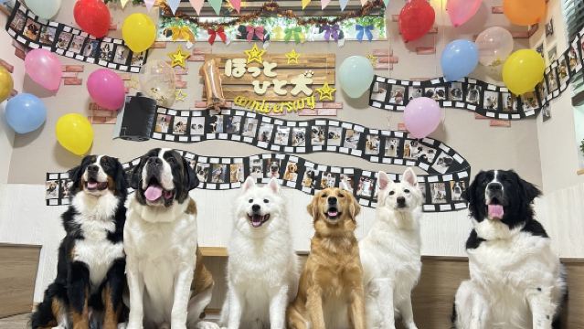 Interactive Workshop Experience with Dogs at Large Dog Café "Hotto Hito Inu" - Choose One of Four Options