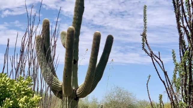 美國鳳凰城-周邊沙漠植物園等-沙漠與城市風光線-包車-精選