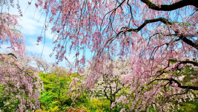 Kyoto, Japan: Nijō Castle - Heian-jingū Shrine - April Cherry Blossom Season