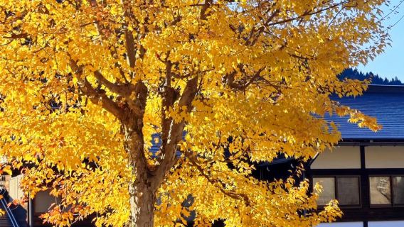 1-day tour from Nagoya to Shirakawa-go and Hida Takayama with unique experiences