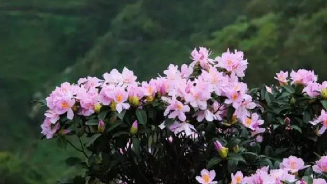 [Puncak Jilong] Mendaki Yangchun Puncak Jilong, nikmati bunga azalea padang rumput gunung
