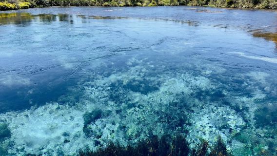 紐西蘭奧克蘭出發｜藍泉+蒂普亞毛利文化村一日遊｜行程可定制※