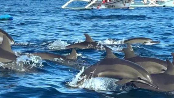 ทัวร์ 1 วันตามล่าปลาโลมาที่โลวินา บาหลี [ตามล่าโลมา-ภูเขาไฟ-คลับทุ่งนา]