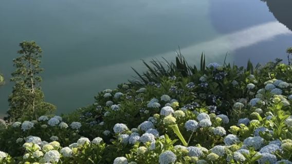 大西洋的繡球花海·亞速爾群島夏日追花之旅