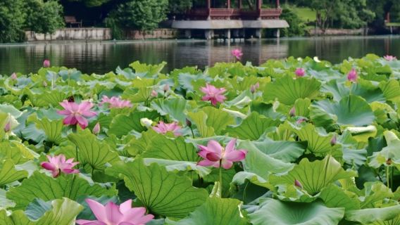 Hangzhou West Lake half-day tour | Includes West Lake cruise + Leifeng Tower + English guide