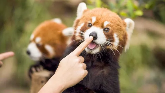 Panda Valley & Dujiangyan Scenic Area Private 1-Day Tour with Local Food Tasting | Chengdu or Dujiangyan Start