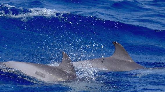 Dolphin and Whale Watching Trip & Snorkelling