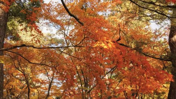 日本名古屋來回下呂溫泉街+高山陣屋12H包車【中部多城定制】