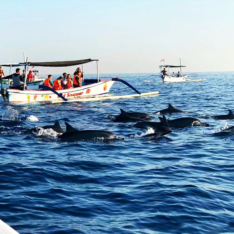 峇里島: 羅威納追海豚+梯田+烏布皇宮+烏布市集一日遊