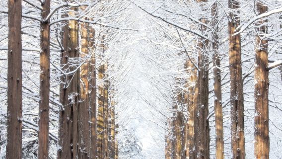 Esclusiva invernale | Da Seul: Isola di Nami, Valle di Eobi e Petite France