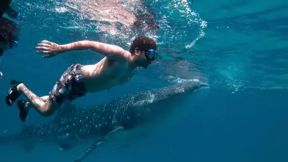 Snorkeling with Whale Sharks of Oslob and Sardines in Moalboal with Tumalog Falls