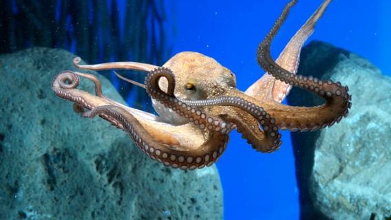 From Costa Brava: Barcelona Day Trip with Aquarium Visit