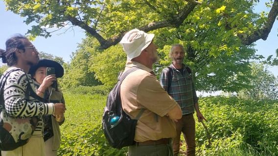 Tham quan Glastonbury - Dưới sự hướng dẫn của những hàng cây