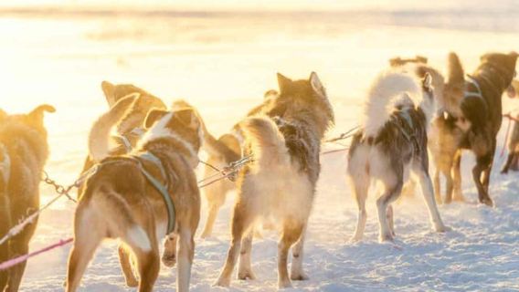 Кемиярви: 10-километровое приключение на собачьих упряжках с хаски