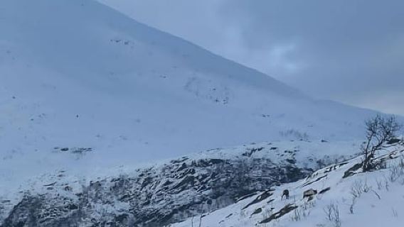 Tromsø: Artic Terrain Snowshoe Expedition with Local Guides