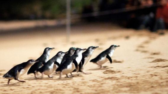 Australia Phillip Island + Penguin Parade half-day tour [depart after waking up, round-trip from the city, easy check-in]