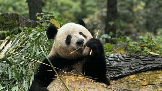 【日本語ガイド付きプライベートツアー】シャンシャンに会いたい!雅安パンダ研究基地日帰りツアー