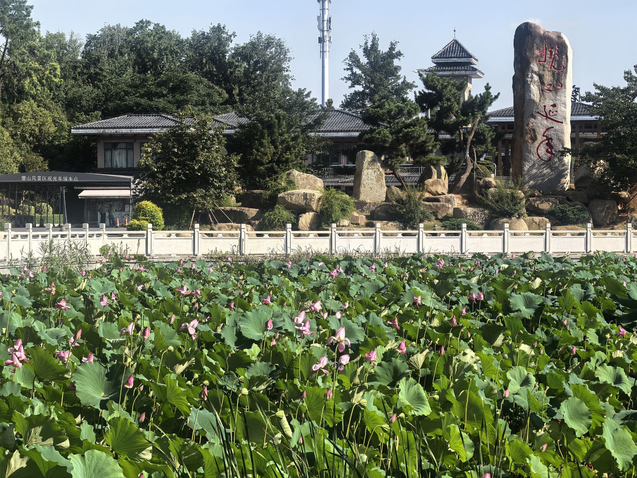 Tour di transito all'aeroporto di Wuhan / 5 ore al Lago Est di Wuhan|Tour naturalistico panoramico della città