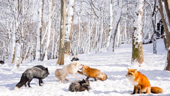 【冬季限定】日本仙台藏王狐狸村／白石溫麵／銀山溫泉包車一日遊
