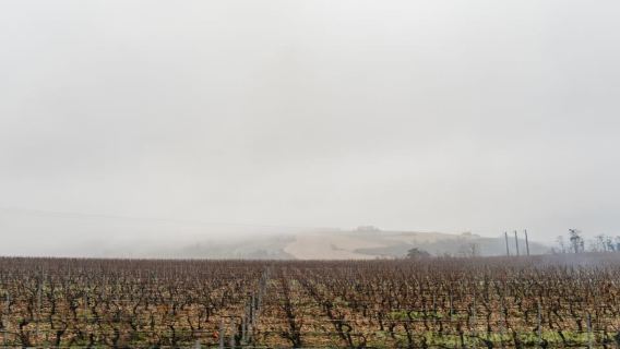 Dari Paris: Tur Kilang Anggur Wilayah Burgundy dengan Pencicipan