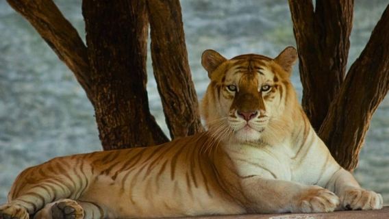 清邁夜間野生動物園+素貼山+雙龍寺+苗族村中文包車一日遊