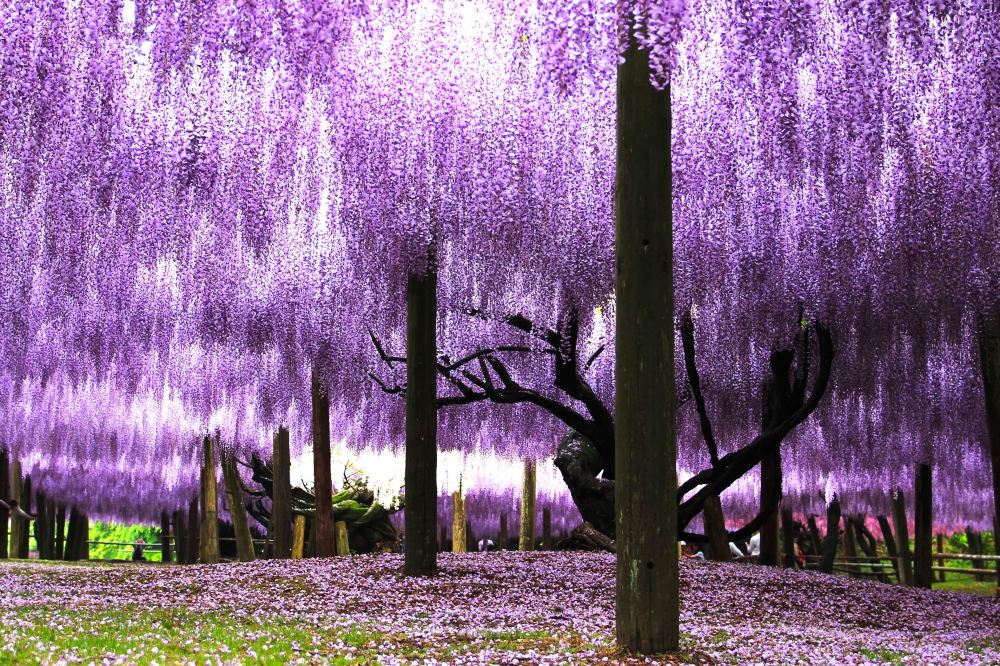 YokaBus Kawachi Wisteria Garden and All-You-Can-Eat Strawberry Picking |  Trip.com