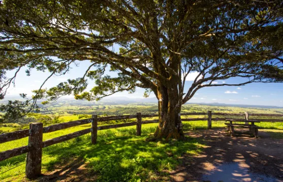 開恩茲阿瑟頓高原+尋找鴨嘴獸一日夜遊【野營BBQ晚餐/觀星】