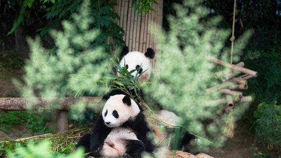 Perjalanan satu hari ke Everland dari Seoul dengan panduan bahasa Mandarin/Inggris - Hongdae/Myeongdong/Dongdaemun