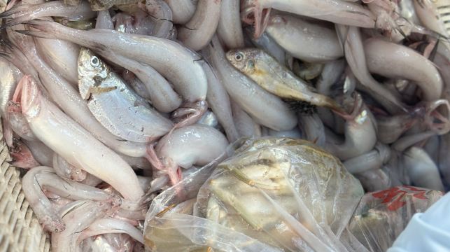 浙江寧波象山出海捕魚體驗/海上漁民體驗/包船出海捕魚【魚獲可帶走/船上享受海鮮餐/2.5小時出海觀光】