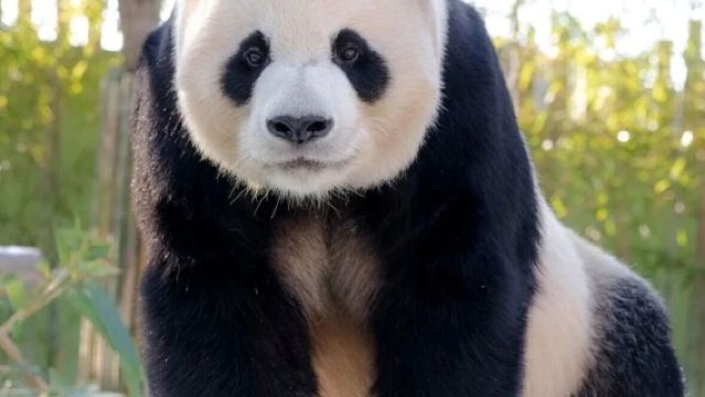 Chengdu to Wolong Giant Panda Base Shuttle Bus (Departure · Return · Round-trip · Combo Ticket Optional)|Official vehicles)