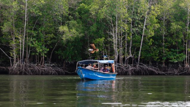 Langkawi Kilim Geoforest Park Mangrove Boat Tour 3-Hour Shared Cruise
