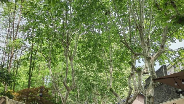 [Fortune Lifestyle] Hangzhou Canal + Gongchen Bridge + Xiaohe Straight Street + Dadou Road + Xiangji Temple