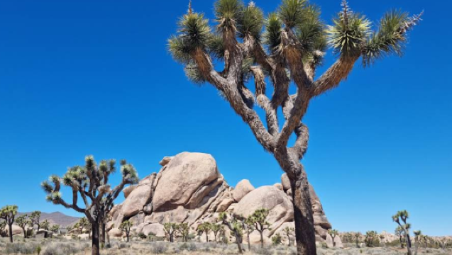 美國洛杉磯來回-約書亞樹國家公園-棕櫚泉【中文包車自由行】
