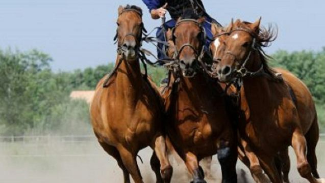 Tour de día completo por la Puszta desde Budapest con espectáculo ecuestre y almuerzo