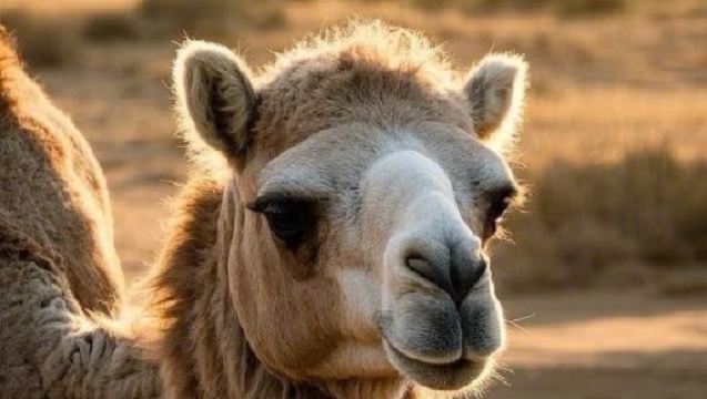 Lawatan separuh hari Wuwei | Lebuhraya 66 + Gurun Toudaocao kumpulan kecil 8 orang, boleh melihat matahari terbenam di gurun